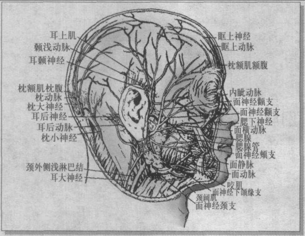 第一節(jié) 面部淺結(jié)構(gòu)
